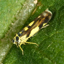 Eupteryx aurata